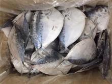 Good quality moon fish/mene maculata whole round