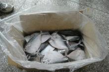 WR moonfish frozen moon fish for sale