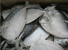 Frozen WR moonfish moon fish for human use