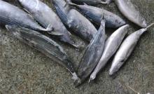 2KG+ Frozen oriental bonito sarda orientalis for market