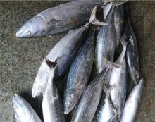 Stiped bonito frozen  belt  bonito whole round frozen fish wholesale