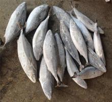 2KG up frozen striped tuna oriental tuna whole round wholesale