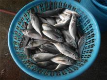 High quality frozen horse mackerel trachurus japonicus