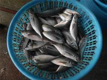 Frozen fish horse mackerel horse mackerel fish japanese scad for sale