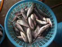Whole horse mackerel frozen horse mackerel in good quality for market