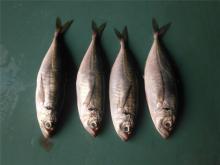 Japanese horse mackerel frozen trachurus japonicus for sale