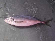 Fresh frozen horse makcerel japanese scad trachurus japonicus