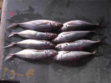 Horse mackerel trachurus horse mackerel whole round frozen for sale