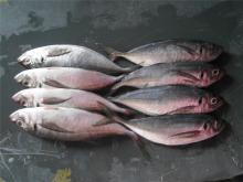 Horse mackerel scad BQF horse mackerel from China supplier