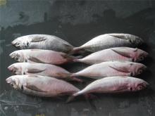  Big   eye  horse  mackerel   frozen   big   eye s horse  mackerel  whole round