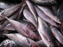 Japanese jack mackerel horse mackerel WR Frozen wholesale