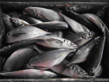 Jack mackerel fish frozen jack mackerel in good quality for market