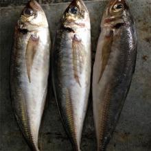 Frozen canned fish jack mackerel wr frozen horse mackerel