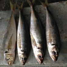 Canned fish horse mackerel japanese horse mackerel fish