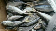 canned fish japanese jack mackerel horse mackerel fish for sale