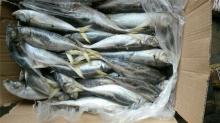 Jack mackerel canned fish horse mackerel canned japanese jack mackerel fish