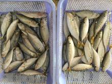 Frozen bigeye scad fish whole round