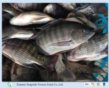 Hot Sale Frozen Tilapia Whole Round