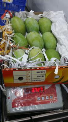 Kesar and Alphanso Fresh Mangoes