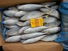 Whole round scad fish good quality fresh frozen round scad for sale