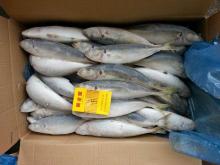  Seafood  round  scad  fish japanese  scad  blue  scad  fish