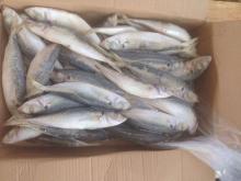 Frozen round scad mackerel decapterus maruadsi in high quality