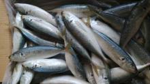 Frozen mackerel blue scad frozen blue mackerel for wholesale