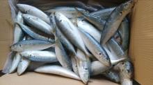 Blue scad mackerel frozen blue scad 14/16 for Asia market