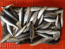 Mackerel scad frozen blue scad fish for sale