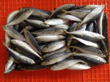 Frozen whole scad round scad for bait from China