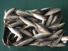  Frozen   scad   mackerel  fish  mackerel   scad  fish blue round  scad 