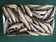 Frozen mackerel scad fish deep-bodied round scad(galongon)