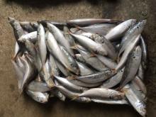 Blue scad mackerel frozen mackerel round scad for Asia market