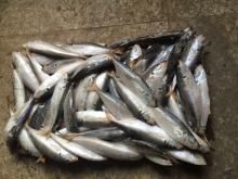 Whole round frozen scad blue scad mackerel(galunggong)