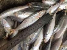 Frozen scad whole round frozen blue mackerel scad