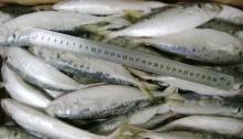 WR scad frozen round scad bait fish for sale