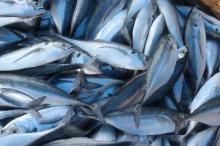 200-250G  frozen   hard   tail  scad megalaspis cordyla