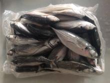 Whole hard tail scad frozen fish whole round 4/5