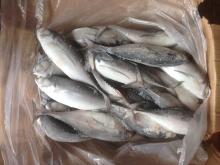 200-250G WR hardtail scad WR frozen hard tail scad