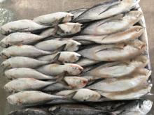  Frozen  fish  Horse   mackerel / Frozen  torpedo scad
