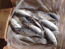 Hardtail mackerel fish frozen finny scad horse mackerel