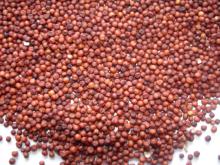 Red millet For Sale