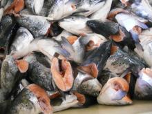 Salmon head V-cut