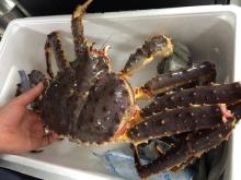 live King crab, legs and meat