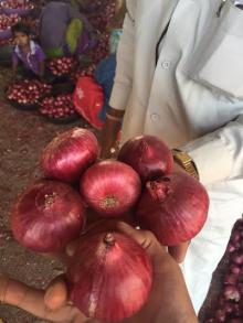 Red Onions / Fresh Onions / Onions 5~11 cm sizes A+ grade