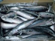 2016 frozen horse mackerel