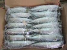 Frozen Horse Mackerel Fish