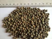 Vetch Seed For animal Feed