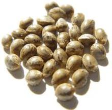 Hemp Seed