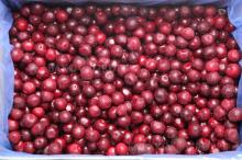  Sour  cherry Frozen  Cherries  from Poand